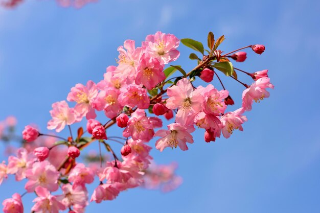 Hermosas flores de cerezo iluminadas por la luz del sol