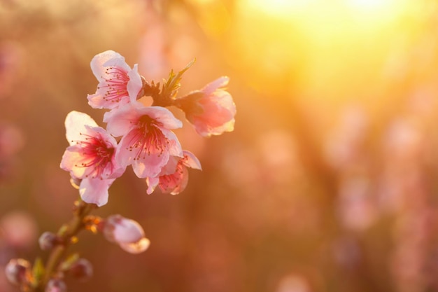 Hermosas flores de cerezo iluminadas por la luz del sol