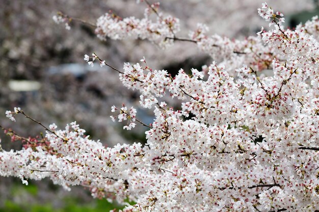 Hermosas flores de cerezo iluminadas por la luz del sol