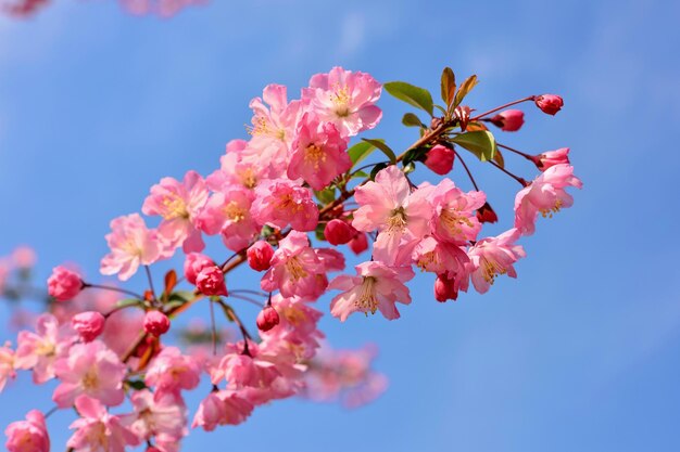 Hermosas flores de cerezo iluminadas por la luz del sol