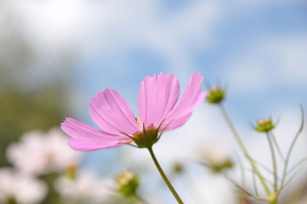 Hermosas flores de cerezo iluminadas por la luz del sol