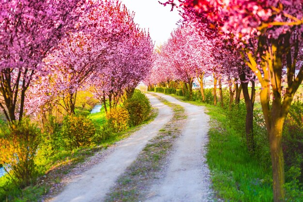 Foto hermosas flores de cerezo iluminadas por la luz del sol