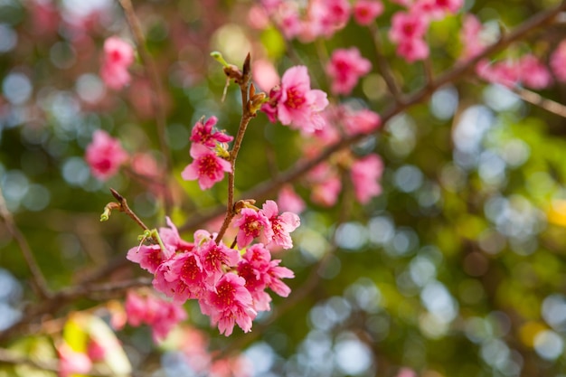 Hermosas flores de cerezo de primavera en la montaña