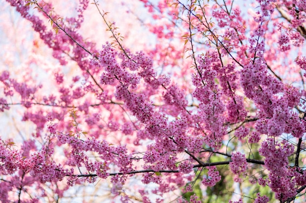 Hermosas flores de cerezo rosa flores de sakura