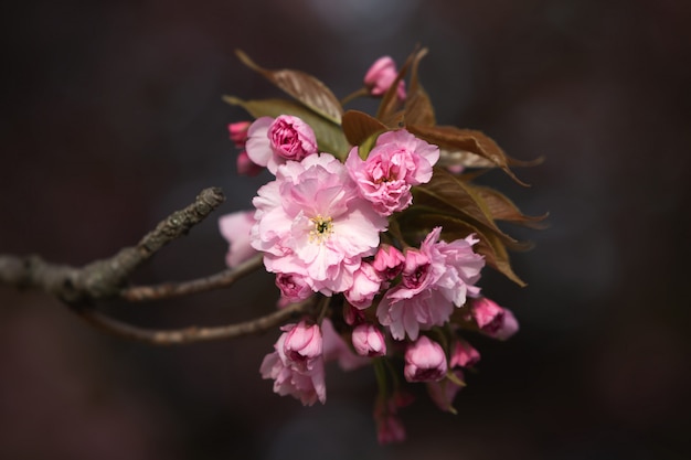 Foto hermosas flores de cerezo rosa