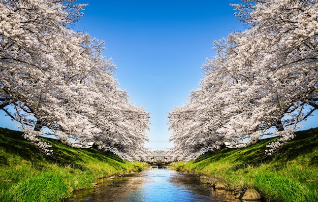 Hermosas flores de cerezo. Sakura flores en Japón. Viajes primavera.