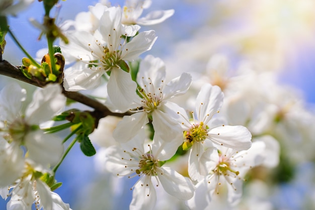 Hermosas flores de cerezo sobre cielo azul