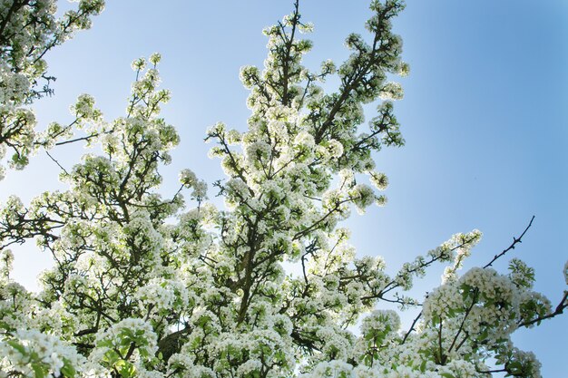 Hermosas flores de cerezo en Spring Garden. Flores de frutas blancas en el parque en el cielo azul