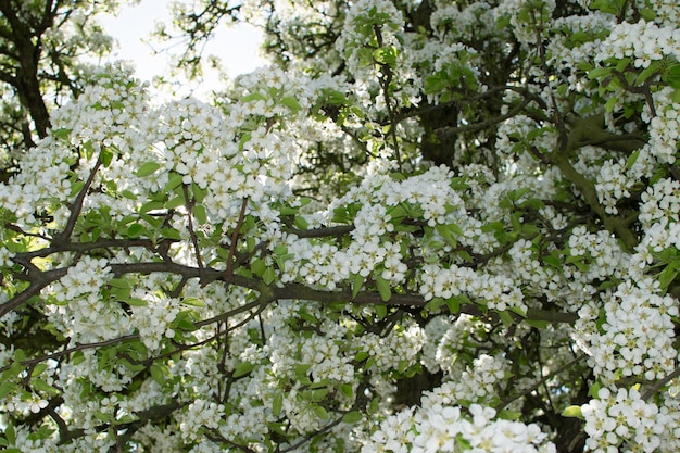 Hermosas flores de cerezo en Spring Garden. Flores de frutas blancas en el parque