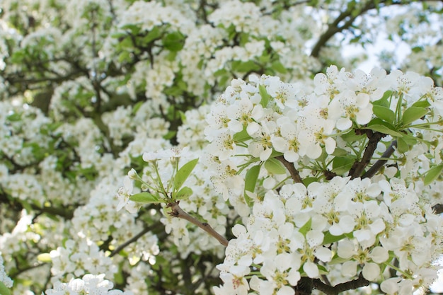 Hermosas flores de cerezo en Spring Garden Flores de frutas blancas en el parque