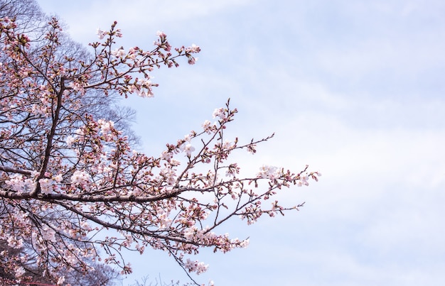 Hermosas flores de cerezo yoshino sakura florecen en primavera.