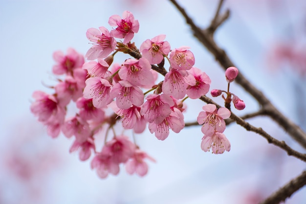 Hermosas flores de cerezo