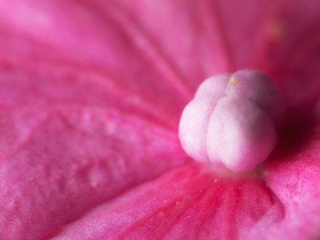 Hermosas flores en ciernes Toma de flores de jardín que crecen afuera