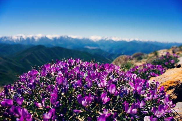 Hermosas flores en la cima de las montañas