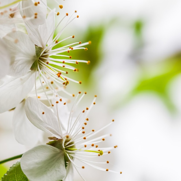 Hermosas flores de ciruela blanca en el jardín de primavera