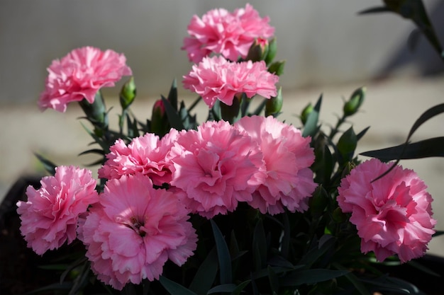 Foto hermosas flores de clavel rosa de cerca