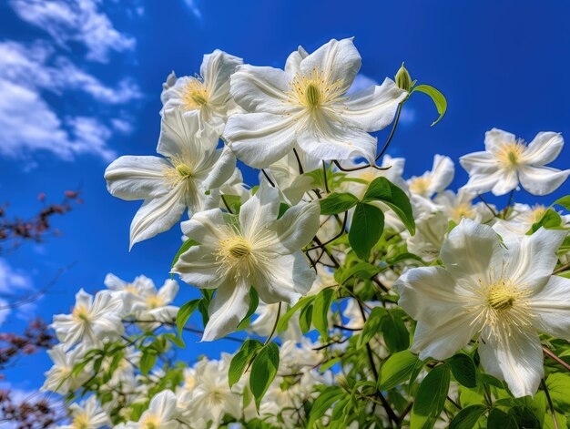 Foto hermosas flores de clematis paniculata como una nube que florece clematis blanca ilustración generativa de ia