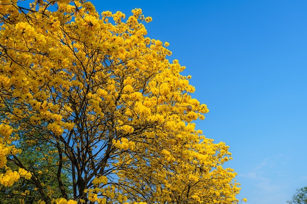 Hermosas flores de color amarillo dorado Tabebuia Chrysotricha con el parque en primavera en el fondo de cielo azul en Tailandia.