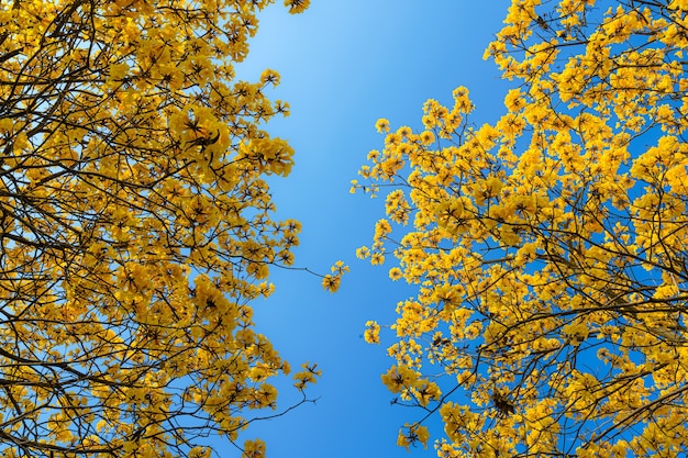 Hermosas flores de color amarillo dorado Tabebuia Chrysotricha con el parque en primavera en el fondo de cielo azul en Tailandia.