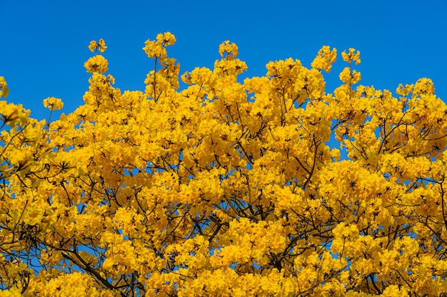 Hermosas flores de color amarillo dorado Tabebuia Chrysotricha con el parque en primavera en el fondo de cielo azul en Tailandia.