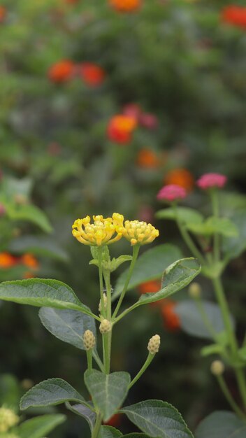 Foto hermosas flores de color amarillo