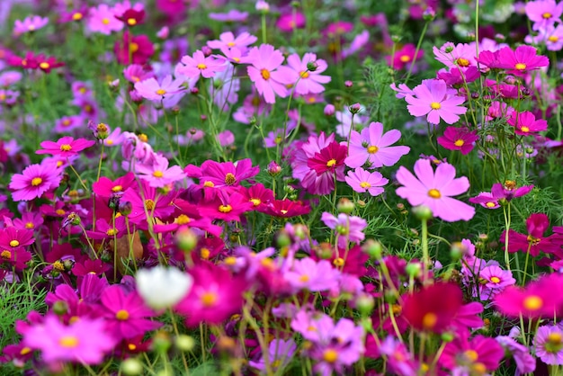 hermosas flores de color en jardín Tailandia