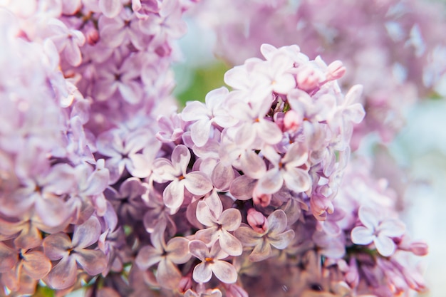 Hermosas flores de color lila violeta-violeta en primavera jardín o parque