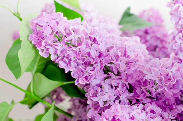 Hermosas flores de color lila