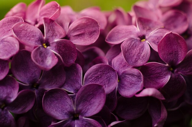 Hermosas flores de color lilas púrpuras. Foto macra de las flores de la primavera de la lila.