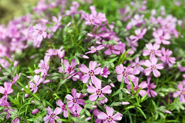 Hermosas flores de color púrpura al aire libre