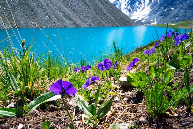 Hermosas flores de color púrpura y azul en el fondo de un lago de montaña y picos nevados en las altas montañas de Altai. Fauna de Siberia en Rusia. Hermoso paisaje de fondo.