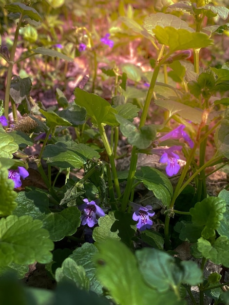 Hermosas flores de color púrpura en el bosque bajo los rayos del sol poniente