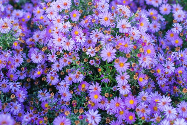 Hermosas flores de color púrpura en el jardín de otoño