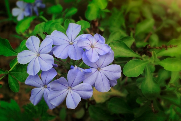 Hermosas flores de color púrpura en el jardín