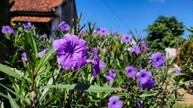 Hermosas flores de color púrpura sobre un fondo de cielo azul 01