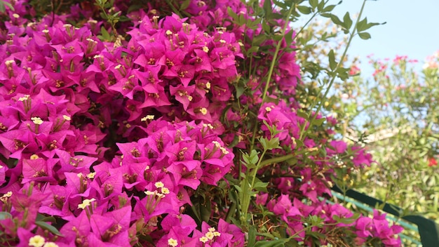 Hermosas flores de color rosa brillante con hojas