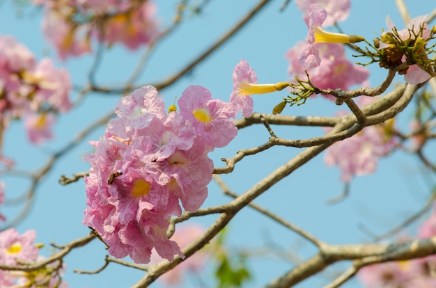 Hermosas flores de color rosa y cielo azul, Tailandia