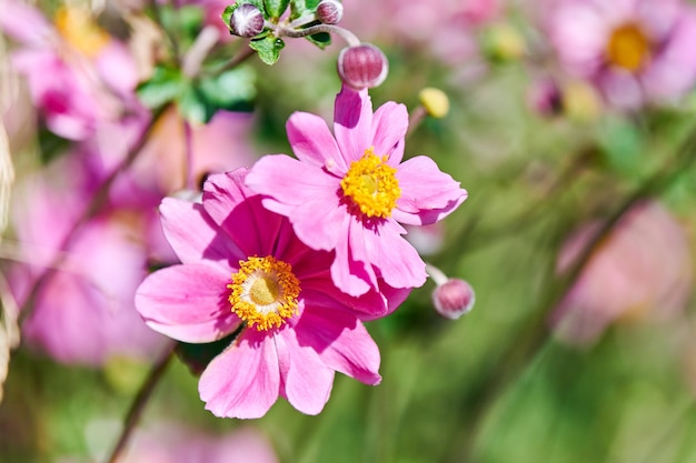 Hermosas flores de color rosa delicadas