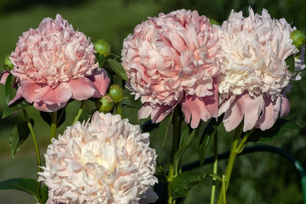 Hermosas flores de color rosa Peonie en un jardín con fondo de campo.