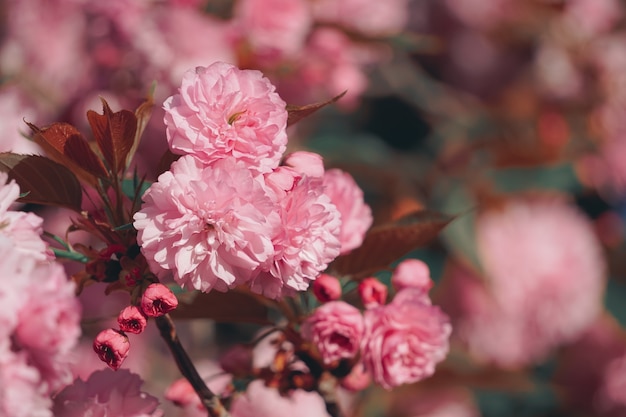 Hermosas flores de color rosa en primavera