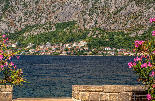 Las hermosas flores de color rosa con vistas a la bahía de Kotor, Montenegro