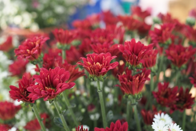 Hermosas flores de colores como fondo