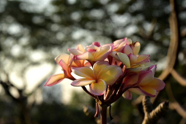 Hermosas flores de colores están floreciendo.