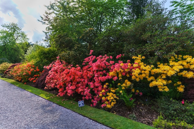 Hermosas flores de colores en el jardín, Escocia