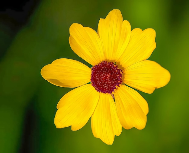 Hermosas flores de colores en el jardín y plantas