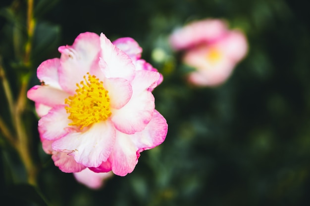 Hermosas flores de colores en el jardín