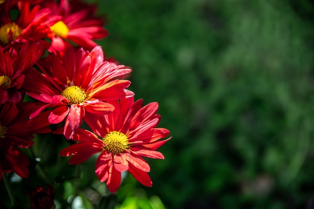Hermosas flores de colores en el jardín