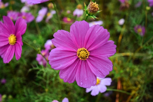 Hermosas flores de colores en la mañana de invierno.