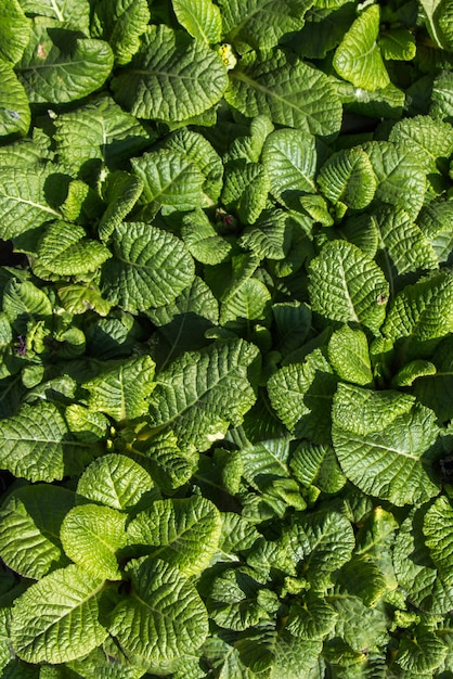 Hermosas flores como fondo