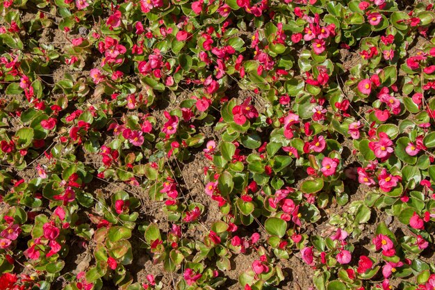 Hermosas flores como fondo